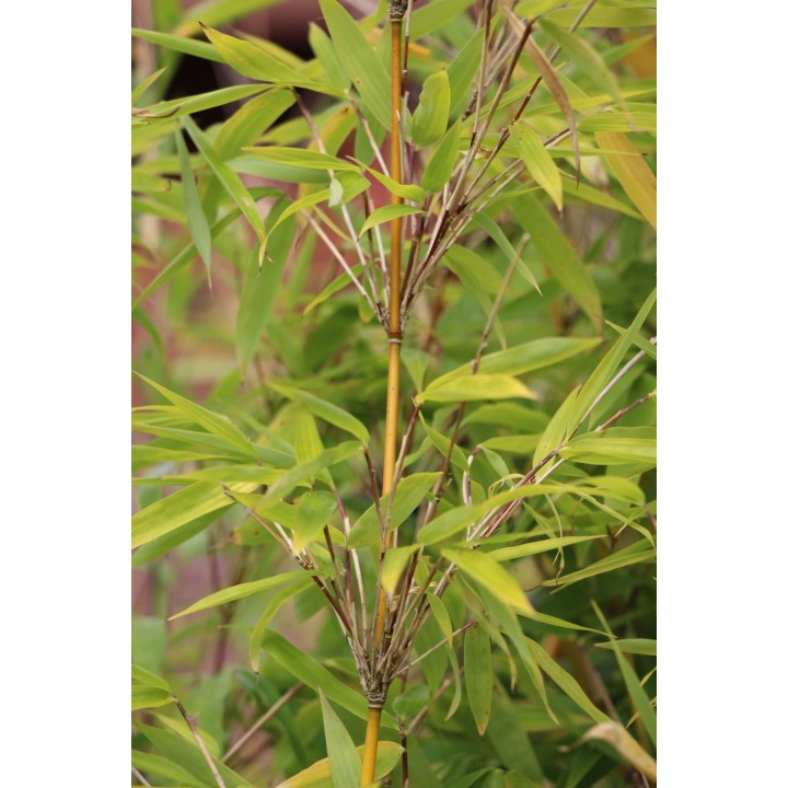 Fargesia denudata