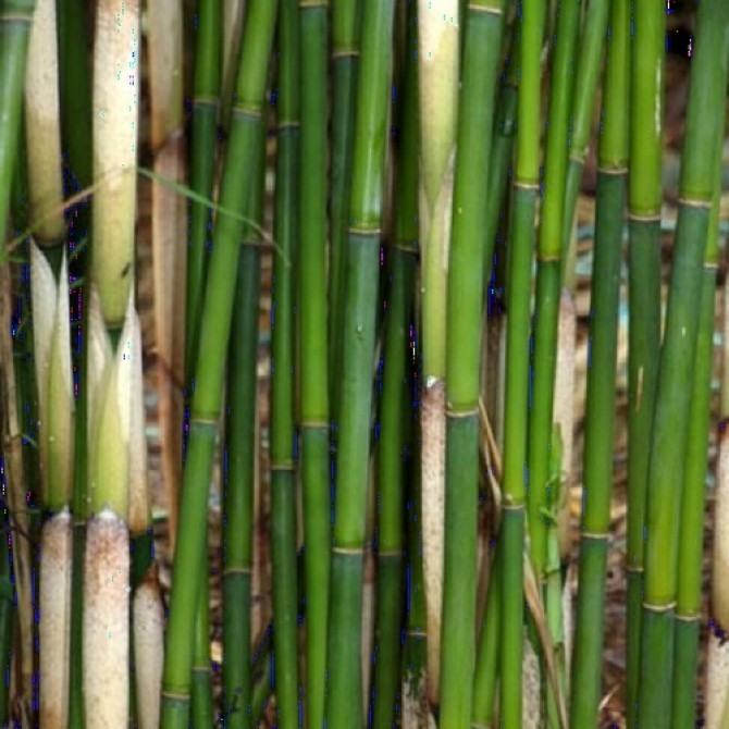 Fargesia robusta 'Campbell'