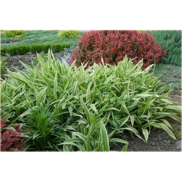Graminée basse, Carex siderosticha 'Variegata' - Laîche