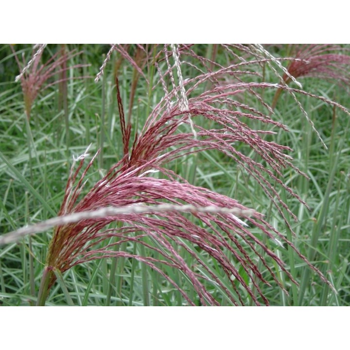 Graminée haute, Miscanthus sinensis 'Juli', Roseau de Chine