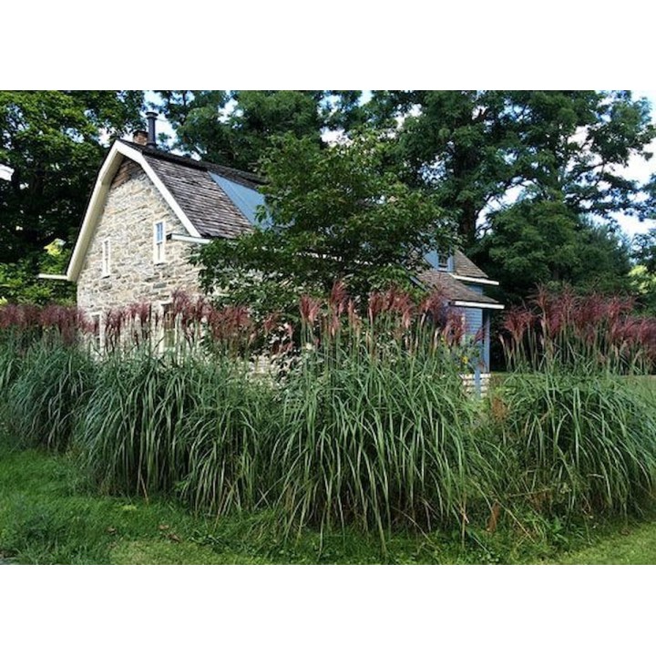 Graminée haute, Miscanthus sinensis 'Goliath', Roseau de Chine