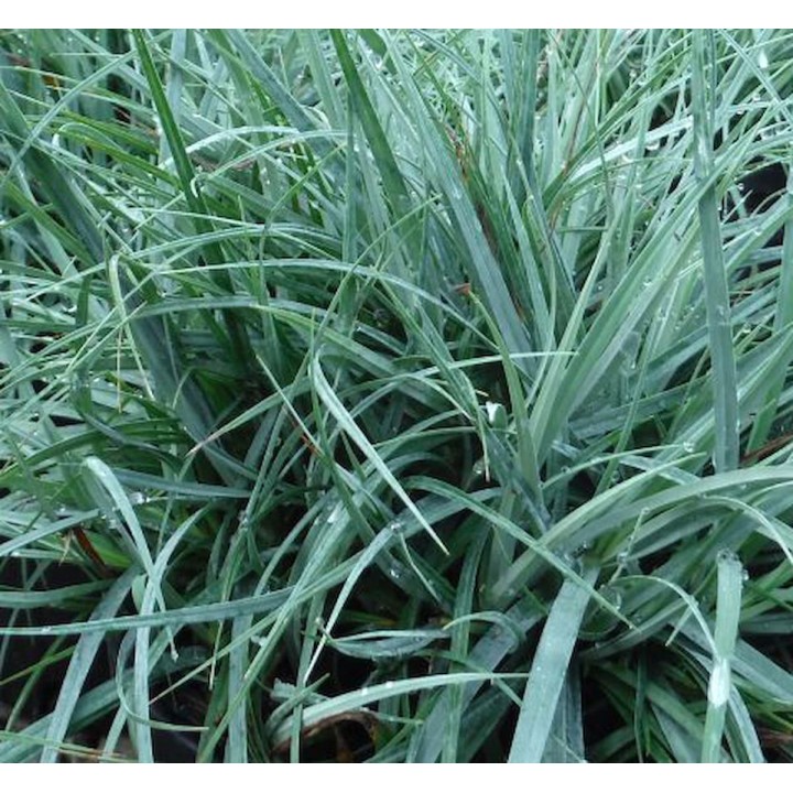 Graminée moyenne - Carex flacca ou glauca, Laîche glauque