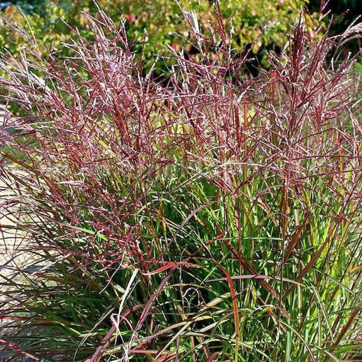 Graminée haute, Miscanthus sinensis 'China'