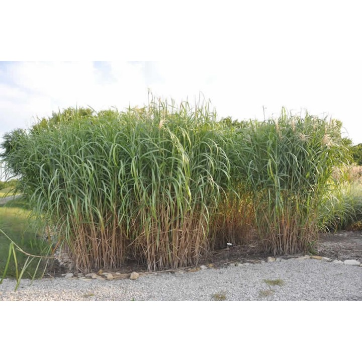 Graminée haute, Miscanthus giganteus, Eulalie géante
