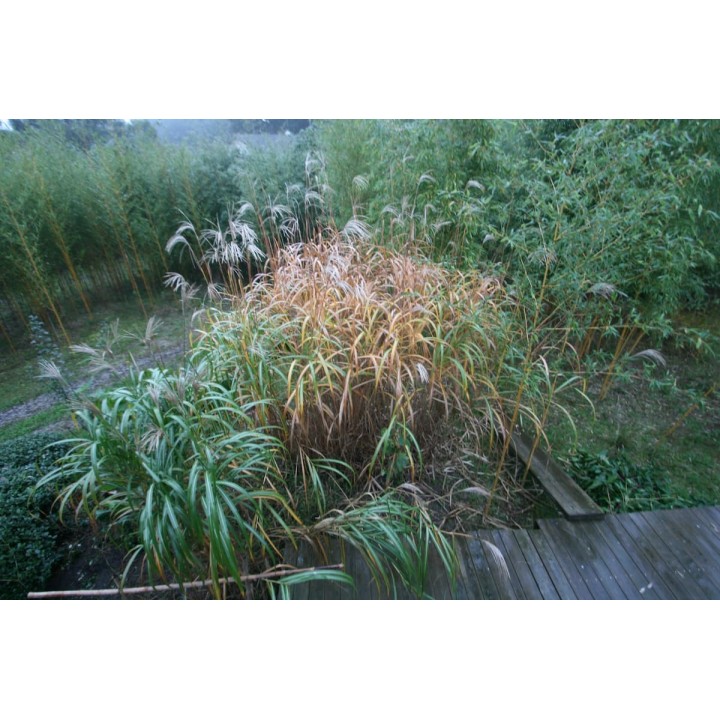 Graminée haute, Miscanthus giganteus, Eulalie géante