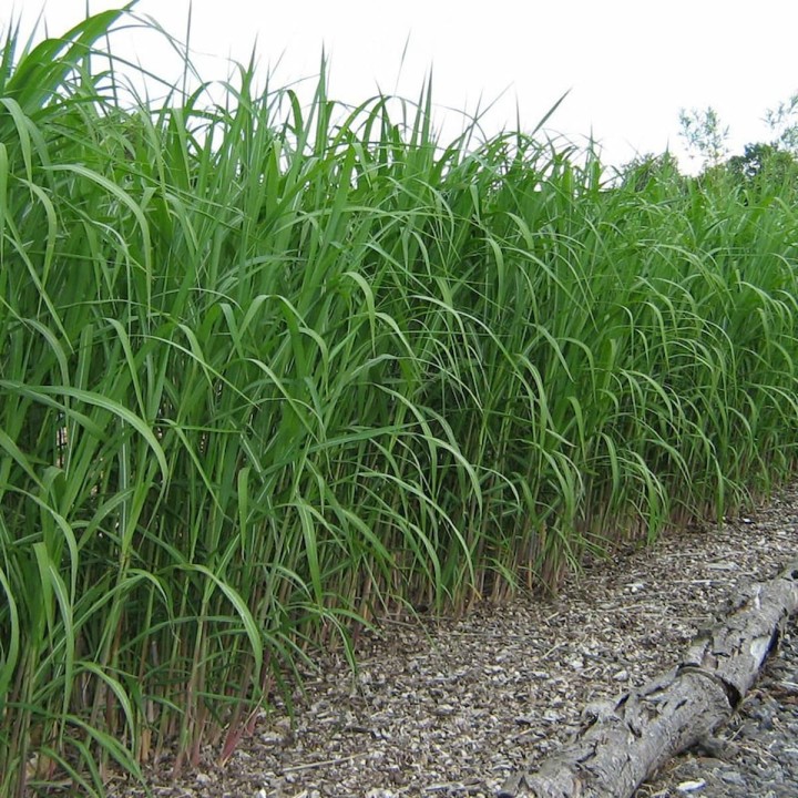 Graminée haute, Miscanthus giganteus, Eulalie géante
