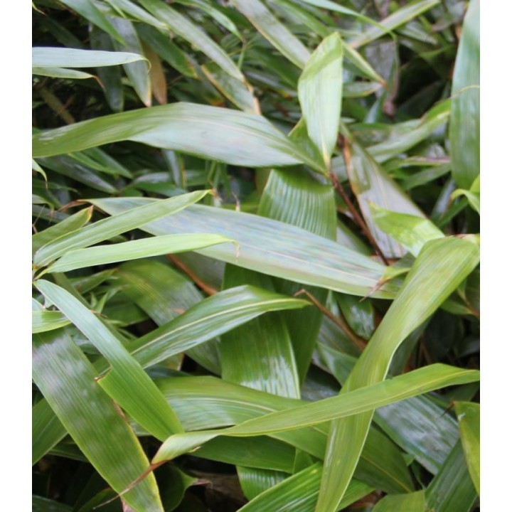 Indocalamus longiauritus, petit bambou,feuille longue