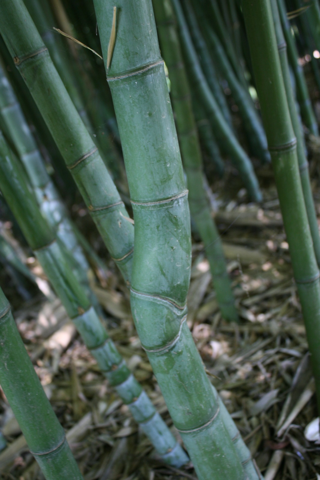 Phyllostachys aurea