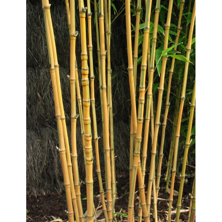Phyllostachys aurea 'Koï'