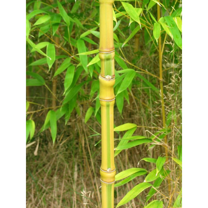 Phyllostachys aurea 'Koï'
