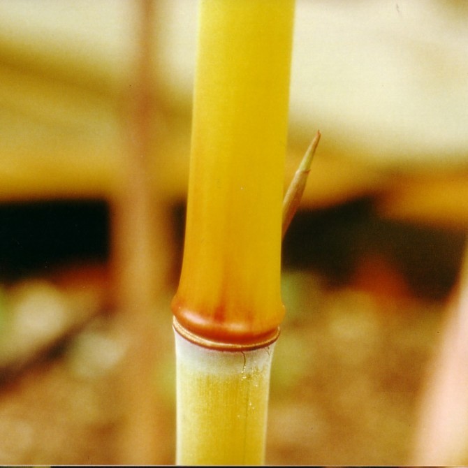 Phyllostachys aureosulcata  'Aureocaulis'