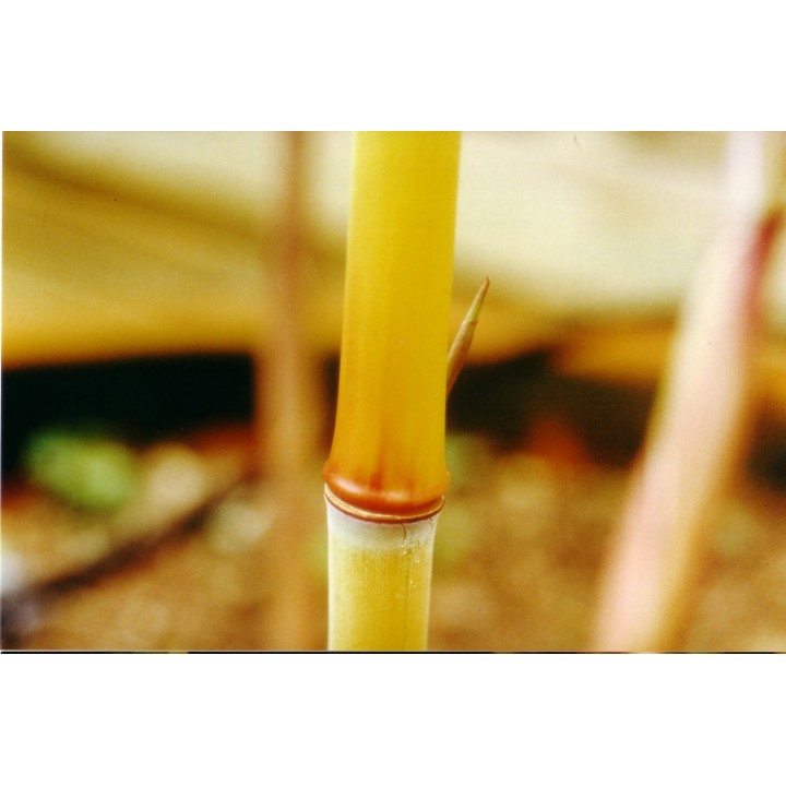 Phyllostachys aureosulcata 'Aureocaulis' zig zag
