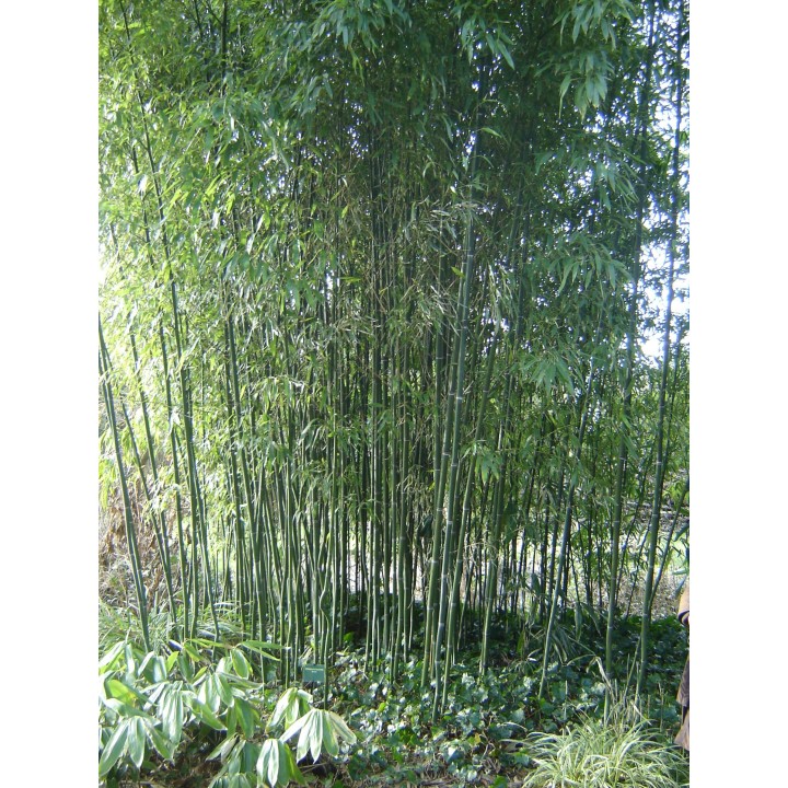 phyllostachys nuda
