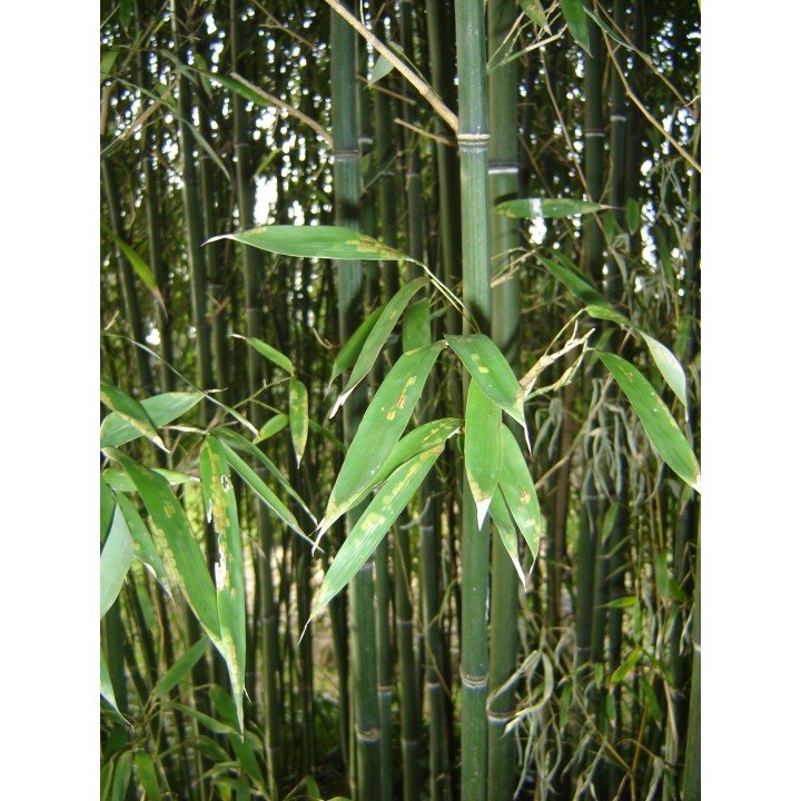 phyllostachys nuda