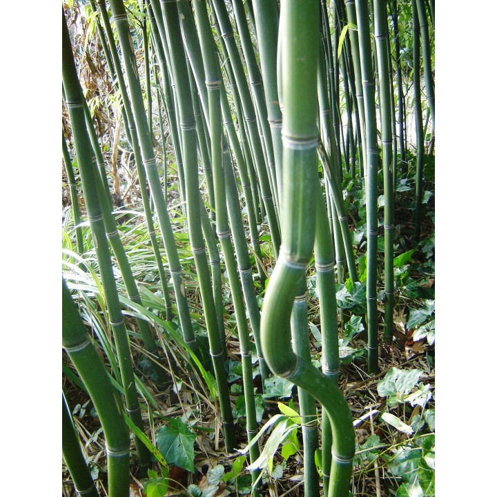 phyllostachys nuda