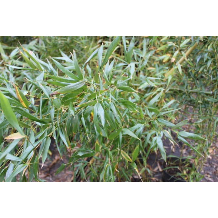 Phyllostachys robustiramea