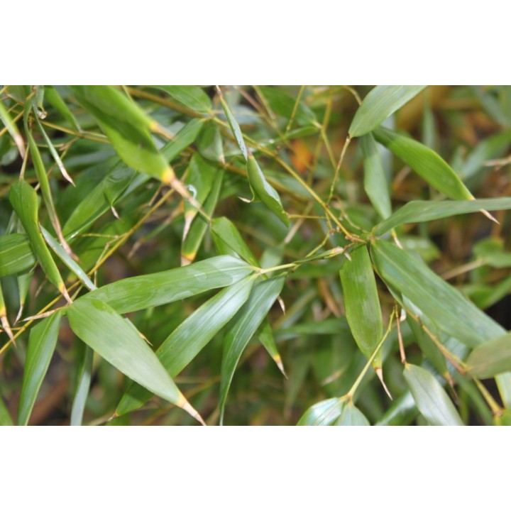 Phyllostachys robustiramea