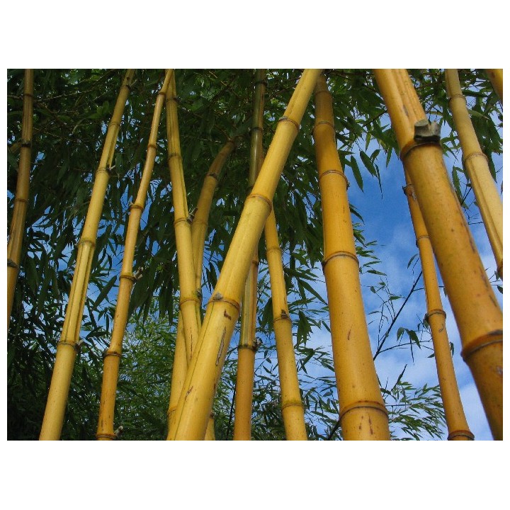 Phyllostachys vivax 'Aureocaulis' Bambou géant