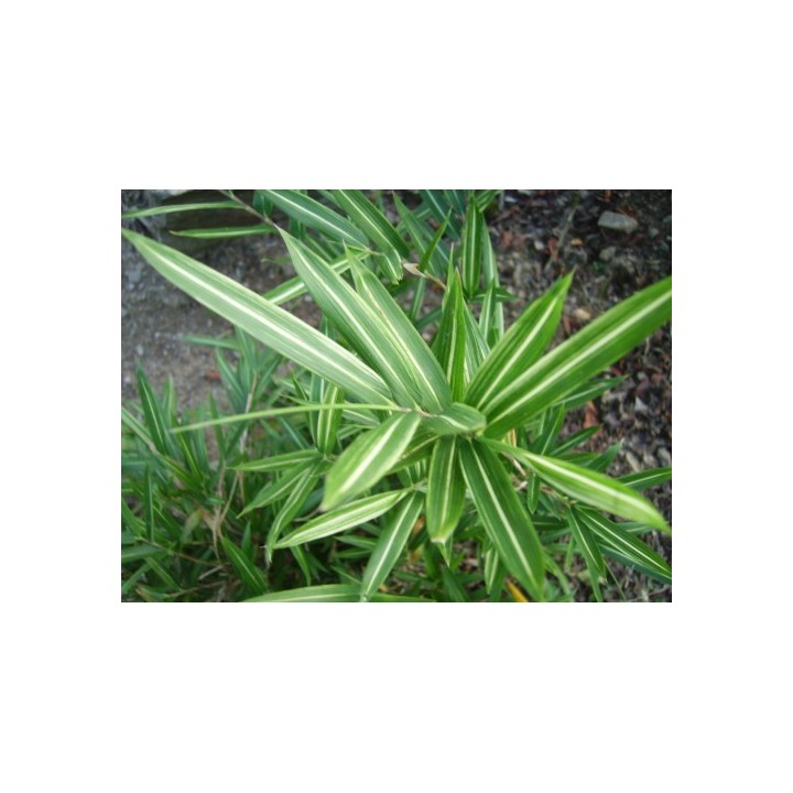 Arundinaria argenteostriata 'Tsuboï', petit bambou