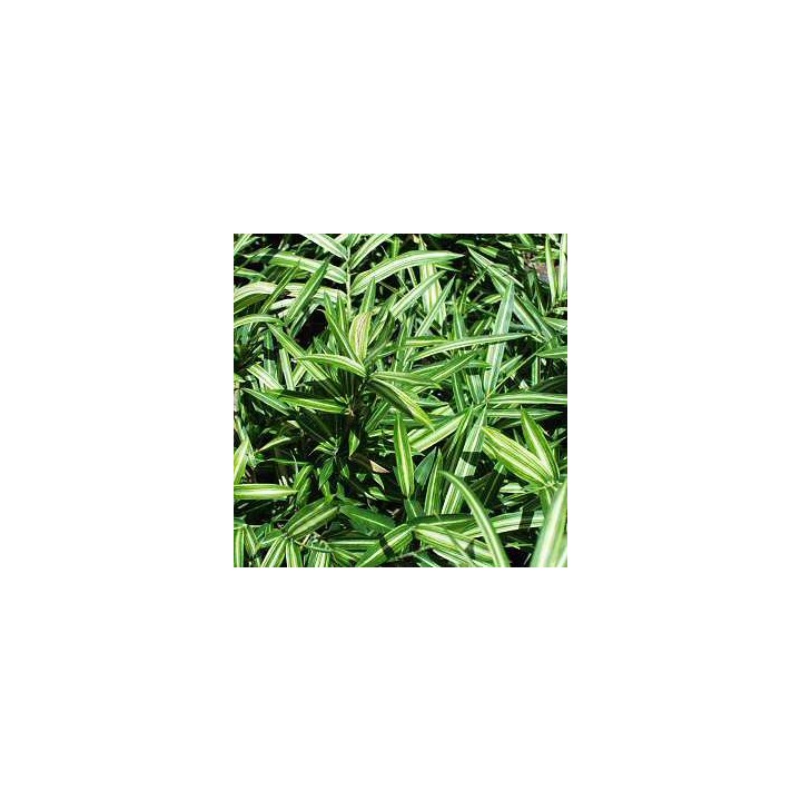 Arundinaria argenteostriata 'Tsuboï', petit bambou