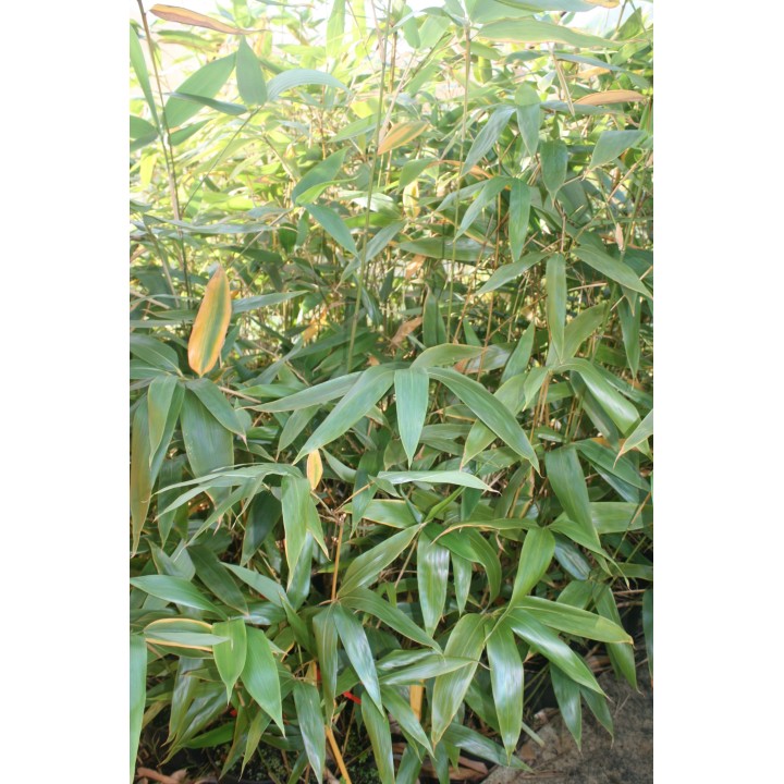 Petit bambou, X Phyllosasa tranquillans