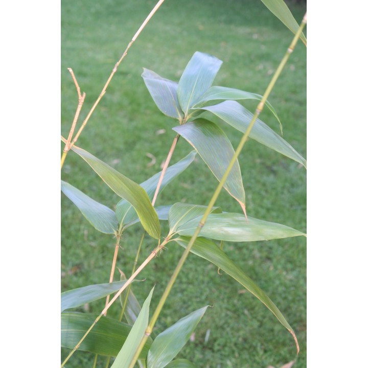 Petit bambou, X Phyllosasa tranquillans