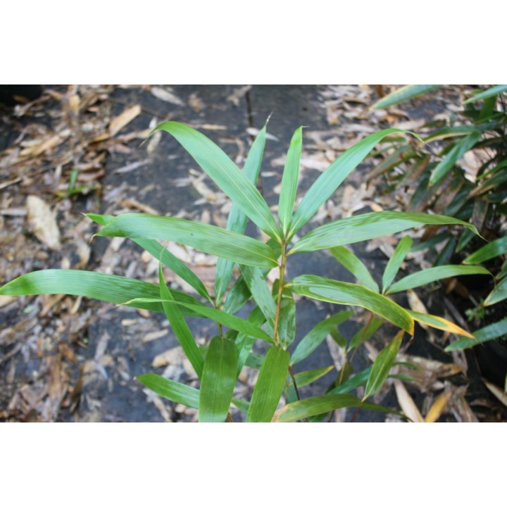 Arundinaria hindsii