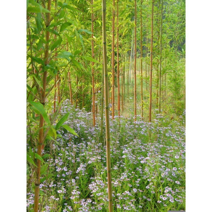 Semiarundinaria kagamiana