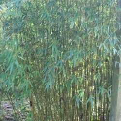 Chimonobambusa macrophylla f. intermedia