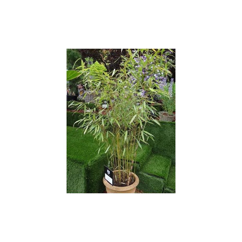 fargesia robusta campbell 200 cm Fargesia robusta Campell