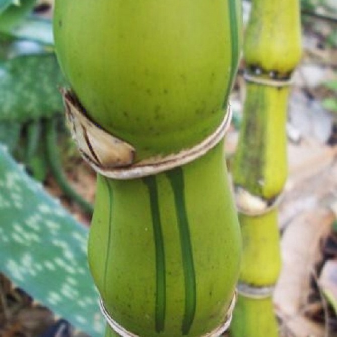 Bambusa ventricosa  'Striata'