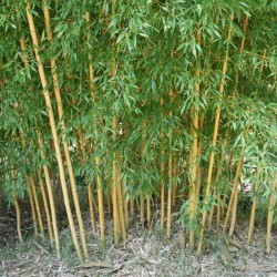 Phyllostachys bambusoides  'Holochrysa'