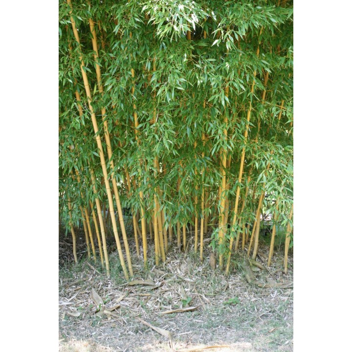 Phyllostachys bambusoides   Holochrysa - Bambou