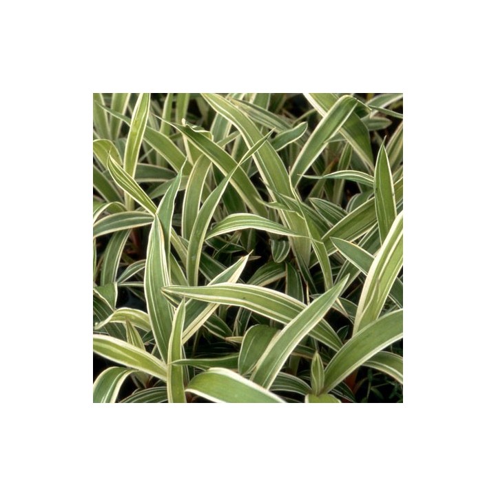 Carex siderosticha  'Variegata'