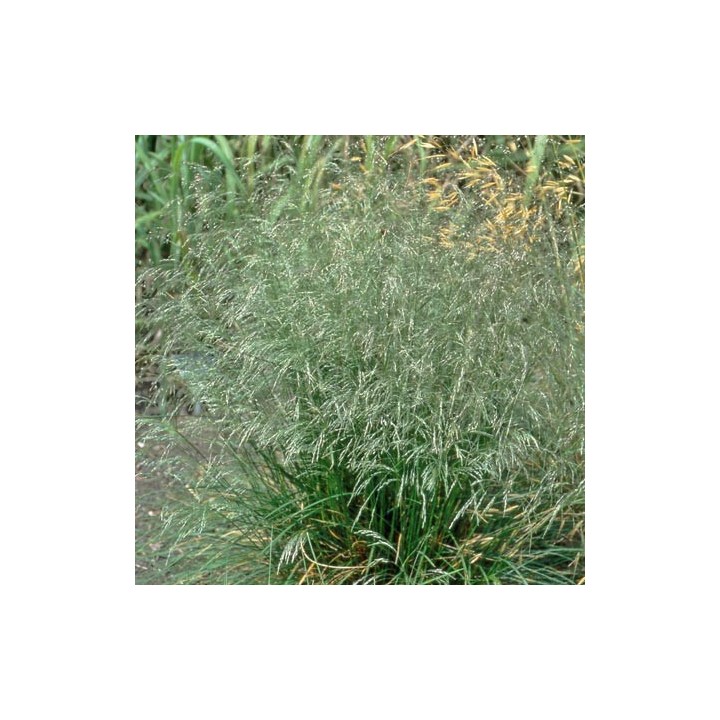 Deschampsia cespitosa
