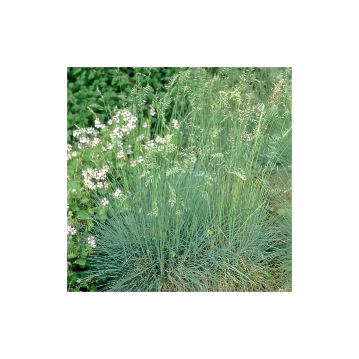 Festuca amethystina