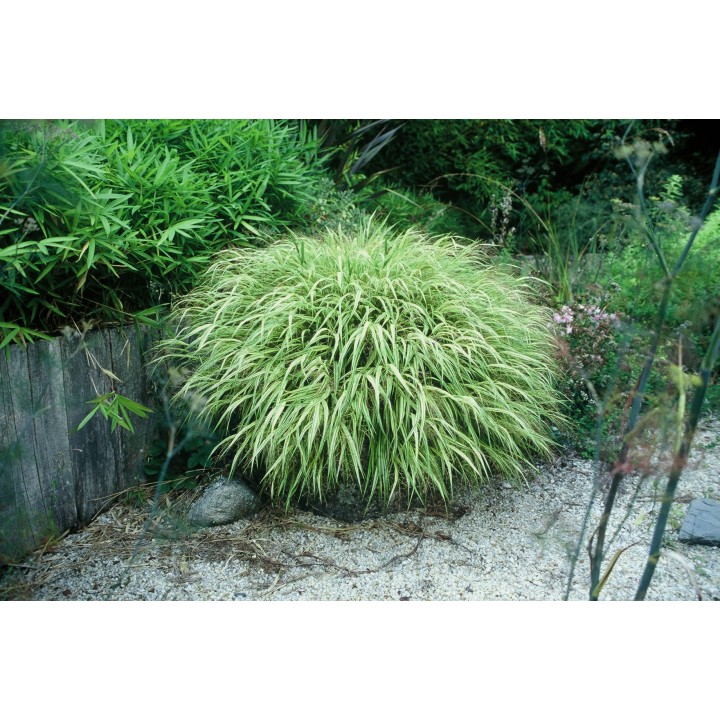 Graminée basse, Hakonechloa macra 'Aureola' - Herbe du Japon