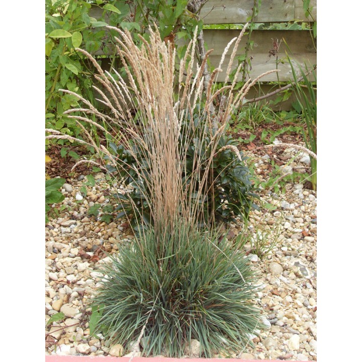 Koeleria glauca