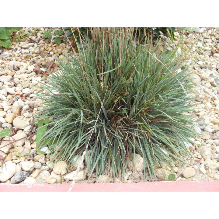 Koeleria glauca