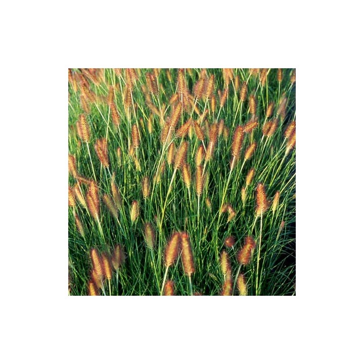 Pennisetum alopecuroïdes  'Weserbergland'