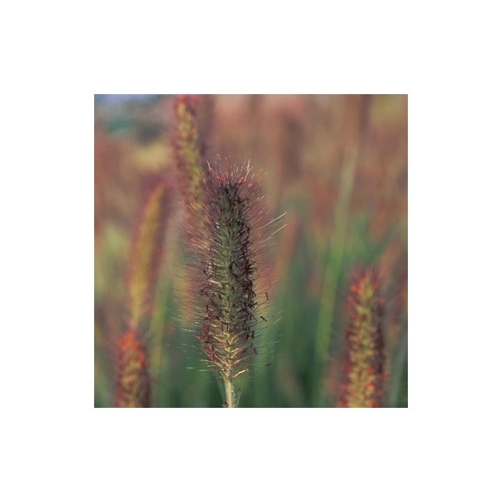 Pennisetum alopecuroïdes  'Weserbergland'