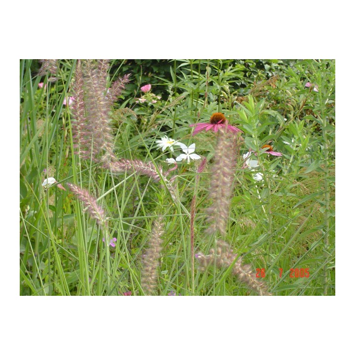 Graminée, Pennisetum orientale 'Karley Rose', Herbe aux écouvillons