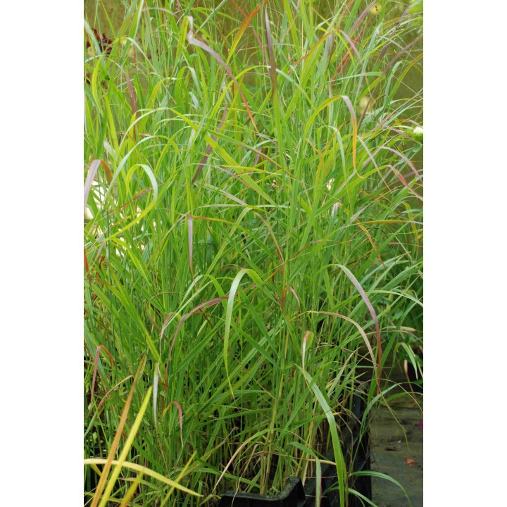 Graminée moyenne, Panicum virgatum 'Rostrahlbusch', Panic