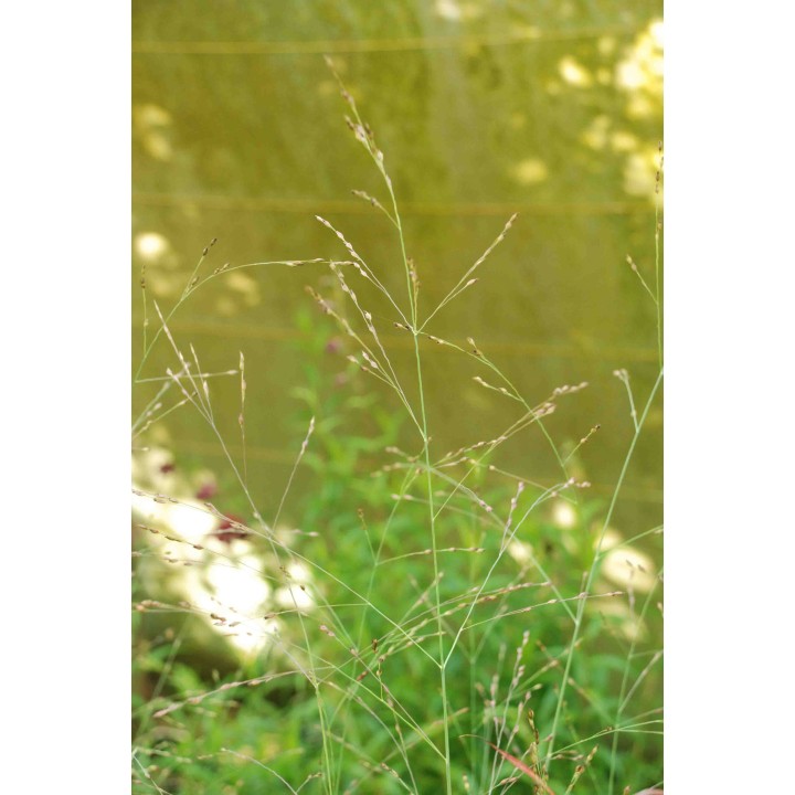 Graminée moyenne, Panicum virgatum 'Rostrahlbusch', Panic