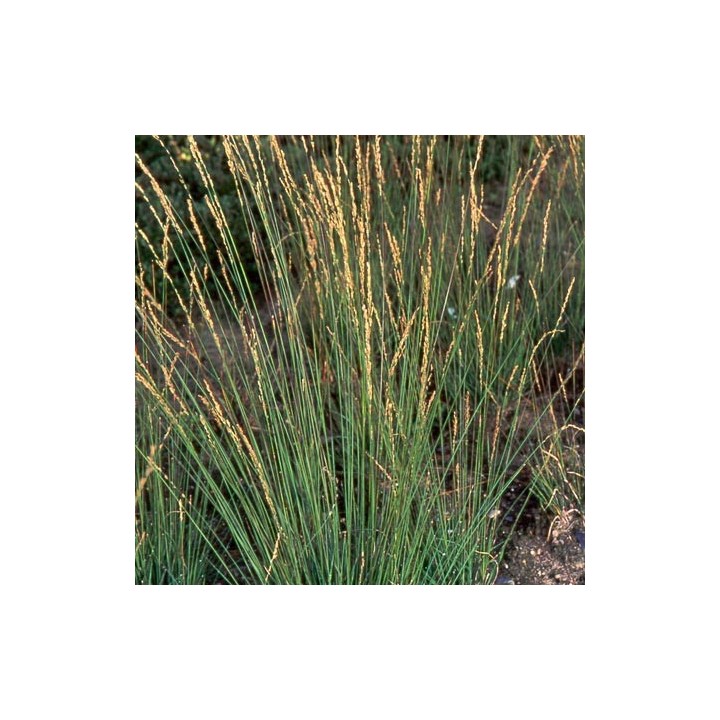 Molinia caerulea  'Heidebraut'