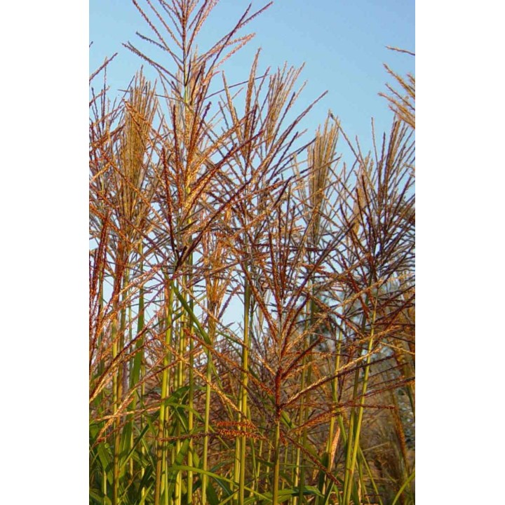 Miscanthus sinensis  'Rotfuchs'