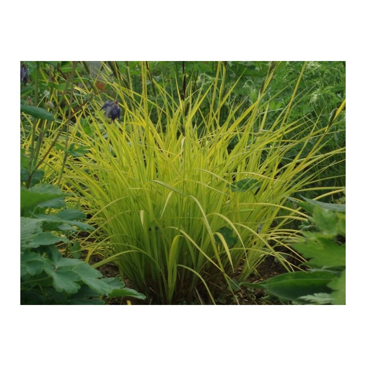 Carex elata 'Aurea'
