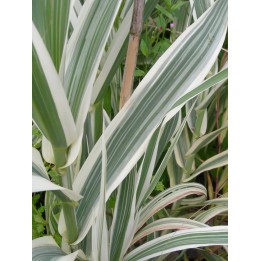 Graminée haute, Arundo donax 'Versicolor' ou 'Variegata'