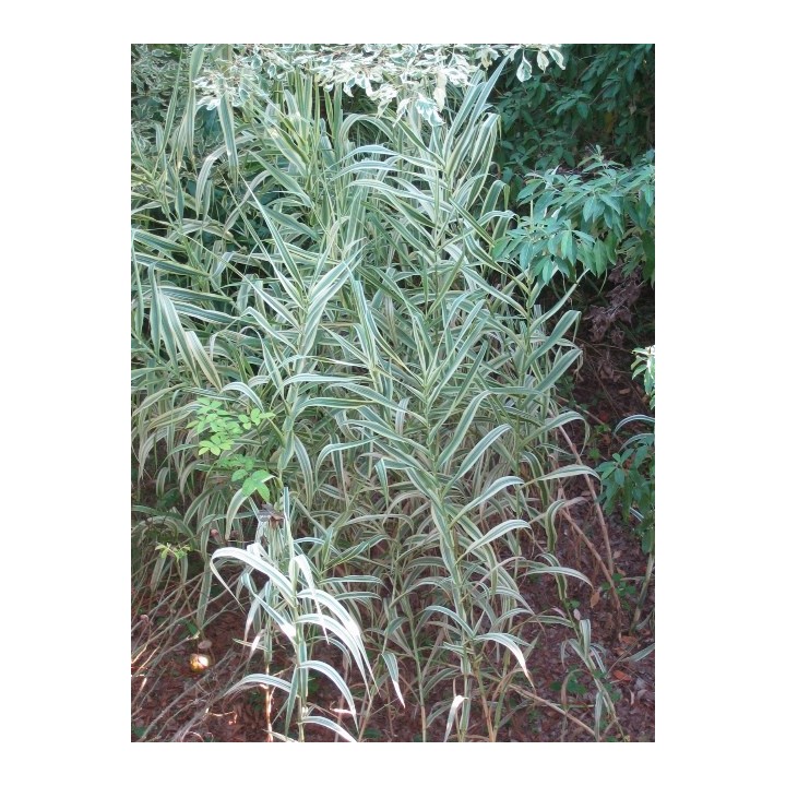 Graminée haute, Arundo donax 'Versicolor' ou 'Variegata'