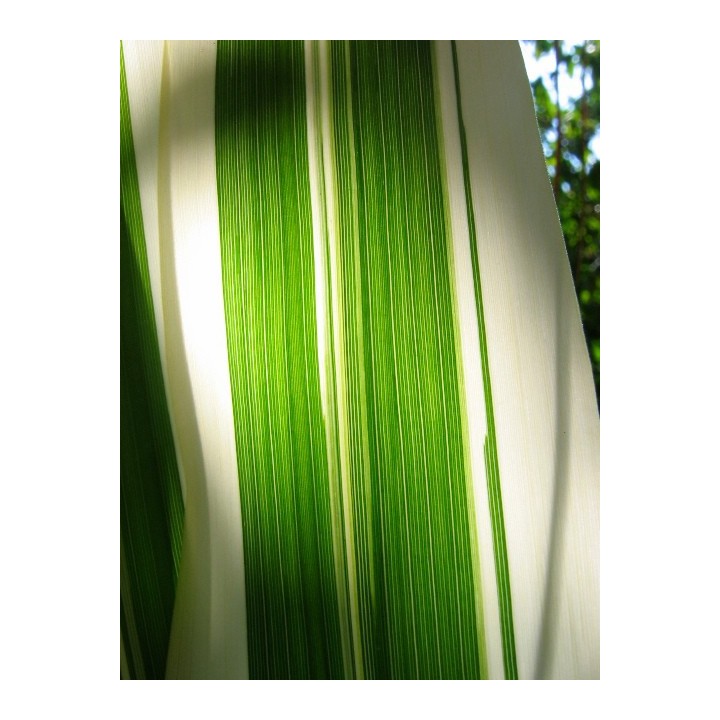 Graminée haute, Arundo donax 'Versicolor' ou 'Variegata'